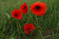 Coquelicots dans l'herbe, photo