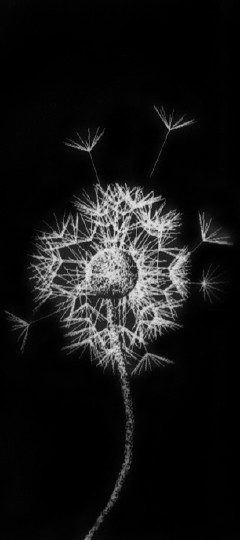 Photo en noir et blanc, soufflet de pissenlit