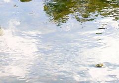 Reflets dans l'eau