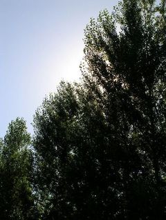 Le soleil descend derri&egrave;re les peupliers