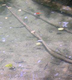 Poissons dans l'eau