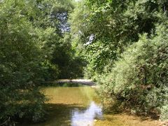 Mon ruisseau, sous les arbres