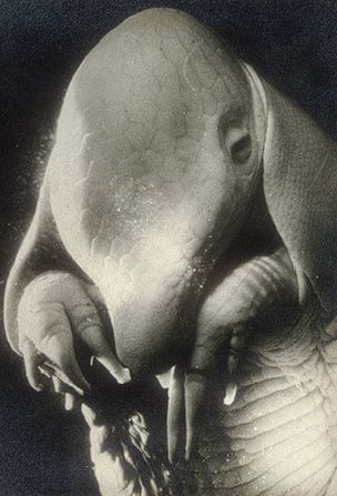 Dora Maar, P&egrave;re Ubu