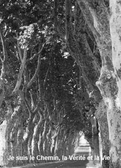 Image pieuse, route sous les platanes, Je suis le Chemin, la V&eacute;rit&eacute; et la Vie
