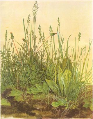 Herbes et pissenlits au bord de l'eau