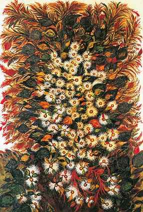 Fleurs