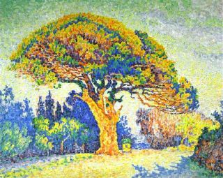Pin, couleurs perroquet